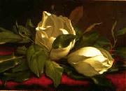 Martin Johnson Heade Magnolia hgh Sweden oil painting reproduction